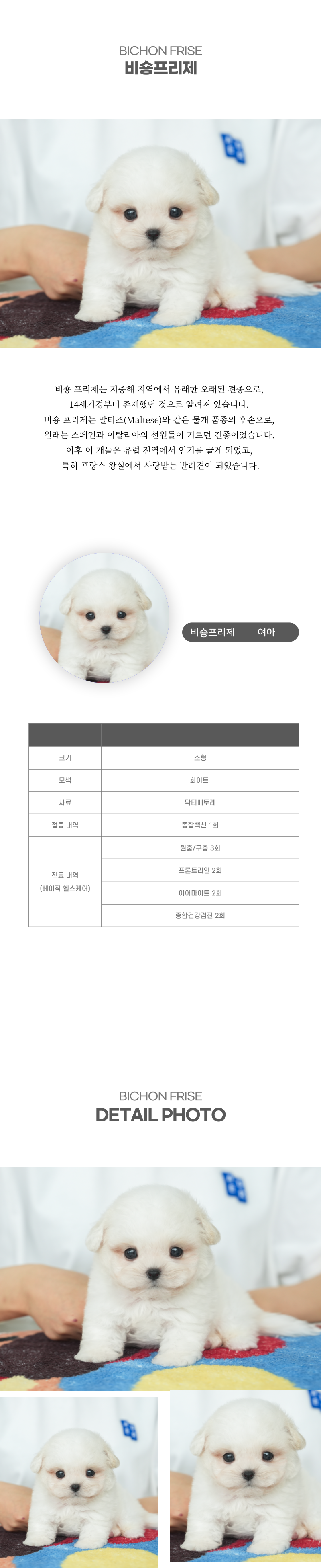 미니비숑_상세이미지_2